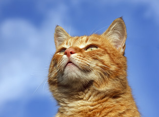 Кот