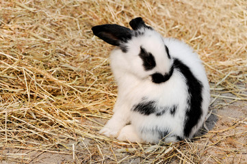 Hase bei der Fellpflege
