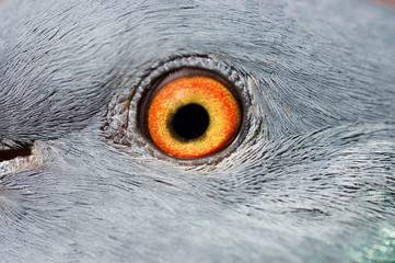 Eye of a pigeon closeup