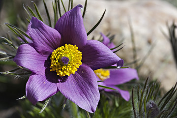 Kuhschellen oder Küchenschellen (Pulsatilla)