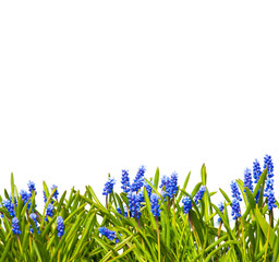 Flowers and grass on isolated white background