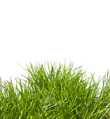 Grass on isolated white background