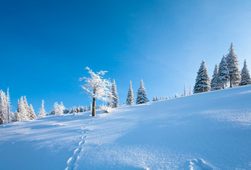 Snowy landscape