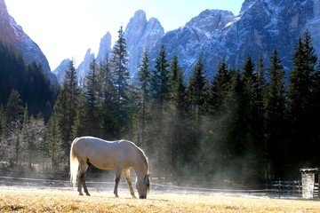Bad Moos- Trentino