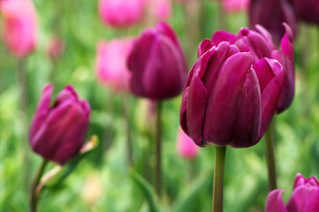 Fototapeta premium Colorful tulips