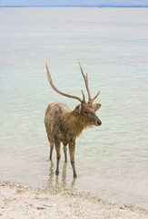 Deer with big horns in ocean