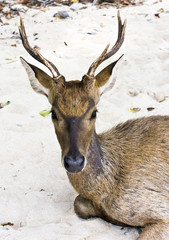 Deer with big horns on sand