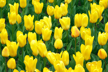 Yellow tulips