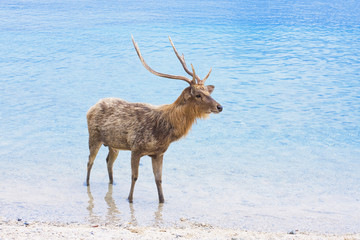 Deer with big horns in ocean