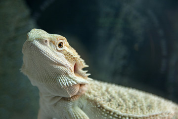 Bearded Dragon reptile