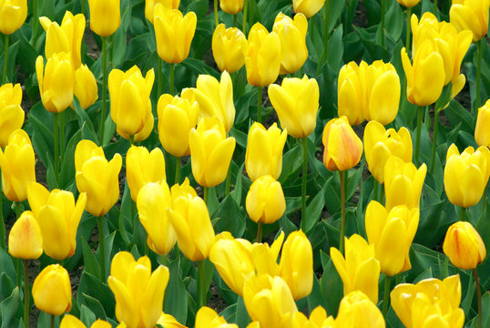 Yellow tulips © Svetlana Lukienko