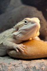 Bearded Dragon reptile