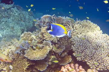 Fototapeta na wymiar Indian ocean. .Fishes in corals.
