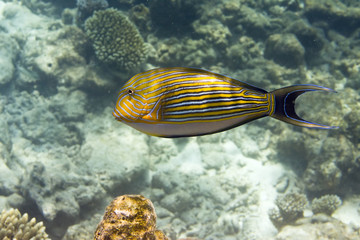 Indian ocean. .Fishes in  corals.