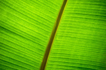 Banana Leaf