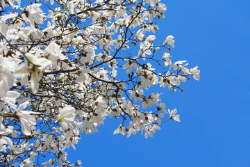 White magnolia and blue sky