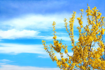 Beautiful forsythia in full bloom
