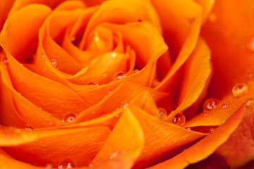 orange rose