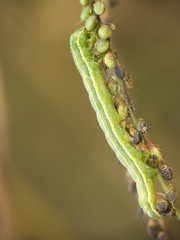 caterpillar