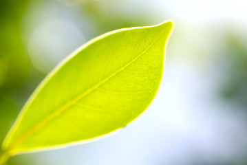 Fresh green leaf highlighted by sun.