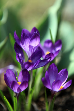 Krocus - crocus