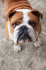 Bulldog