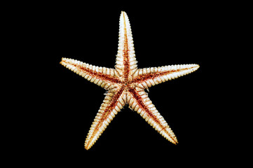 Sea-star endoskeleton