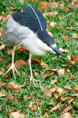 Naklejka premium Gray & white bird - Florida Wildlife