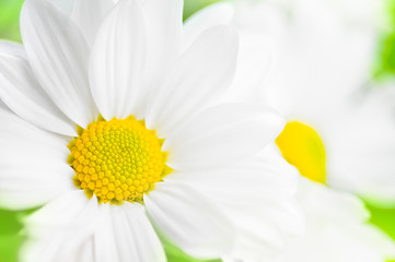 Close up of white daisy