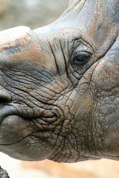 Rhino Closeup