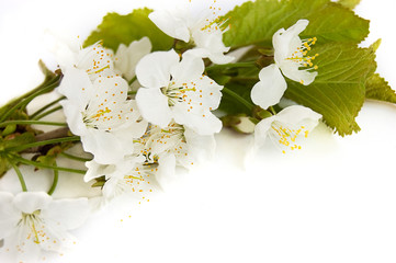 Spring cherry branch