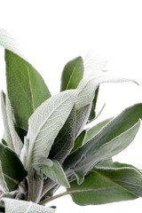 Sage