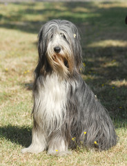 BEARDED COLLIE.