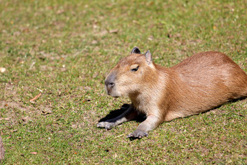 Wasserschwein,capibara