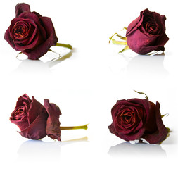 set of four dry red rose flower