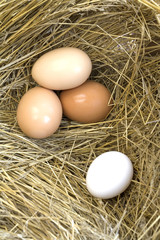 Separated brown eggs.