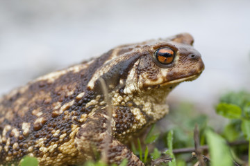 Common Toad