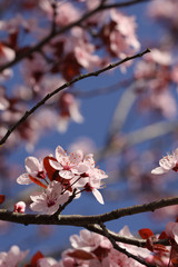 Spring blossoms on a twig