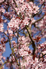 Obraz premium Pink blossoms