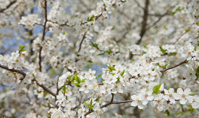 white spring flowers
