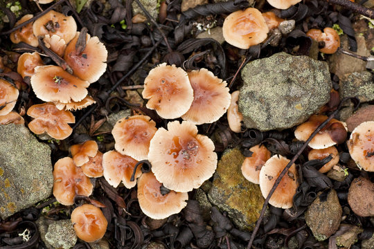 group of brown mushrooms