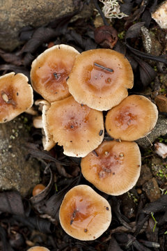 mountain mushrooms