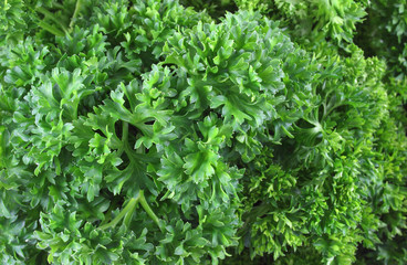 A close view of fresh curly parsley