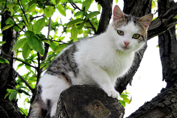 Cat on a tree