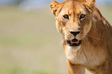 Lioness