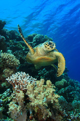 Sea Turtle and Coral Reef