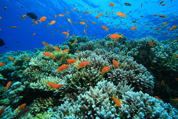 Naklejka na ściany i meble Tropical Coral Reef