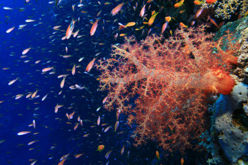 Fototapeta na wymiar Dendronephthya soft coral and Tropical Fish