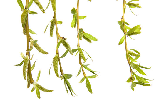 Branch of  weeping willow