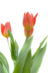 Tulpenstrauss